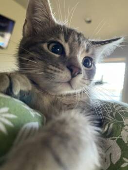 Ralphie -  Domestic Medium Hair Cat for Adoption in Magnolia, Texas - Ralphie | PetCurious