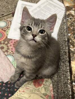 Domestic Medium Hair Cats Available for Adoption in Urbandale, Iowa - Lydia | PetCurious