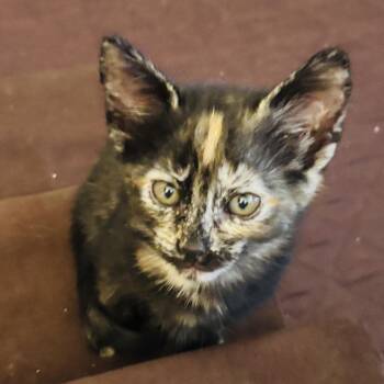 Monkey -  Tortoiseshell Cat for Adoption in Pinole, California - Monkey | PetCurious