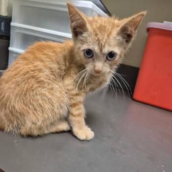6/11/2026-Stray-VeteransParkway -  Domestic Short Hair Cat for Adoption in Columbus, Georgia - 6/11/2026-Stray-VeteransParkway | PetCurious