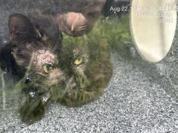 BERRY -  Domestic Short Hair Cat for Adoption in Ocala, Florida - BERRY | PetCurious
