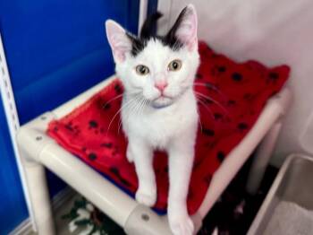 Domestic Short Hair Cats Available for Adoption in Powell, Ohio - Chocolate Chip | PetCurious