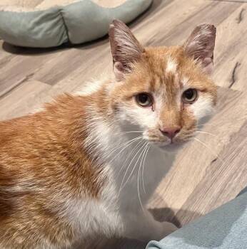 Enzo -  Domestic Short Hair Cat Available for Adoption in South Euclid, Ohio - Enzo | PetCurious