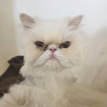 Pugsley -  Persian Cat for Adoption in Madison, Wisconsin - Pugsley | PetCurious
