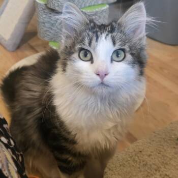 Maple -  Domestic Long Hair Cat for Adoption in Maple Valley, Washington - Maple | PetCurious