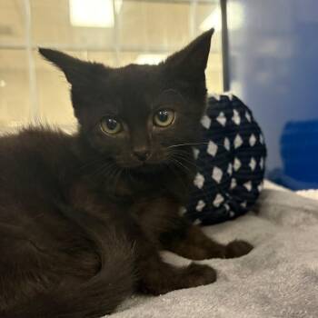 Domestic Short Hair Cats Available for Adoption in Tupelo, Mississippi - Darwin - 050713U | PetCurious