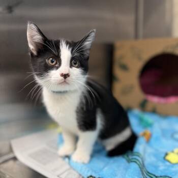 Domestic Short Hair Cats Available for Adoption in Salt Lake City, Utah - Bandit | PetCurious