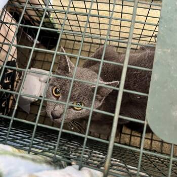 72034 -  Domestic Short Hair Cat for Adoption in Harrisonburg, Virginia - 72034 | PetCurious