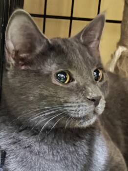 Domestic Short Hair Cats Available for Adoption in Phoenix, Arizona - Maxantarius | PetCurious