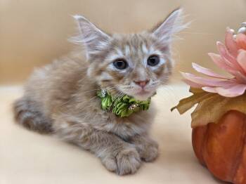 Riot -  Domestic Long Hair Cat for Adoption in Mobile, Alabama - Riot | PetCurious