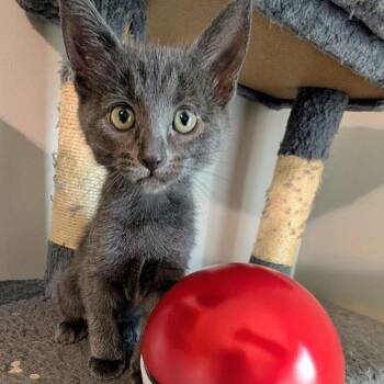 Vaporeon -  Domestic Short Hair Cat for Adoption in Dallas, Texas - Vaporeon | PetCurious