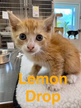 Domestic Short Hair Cats Available for Adoption in Randolph, Massachusetts - Lemon Drop | PetCurious