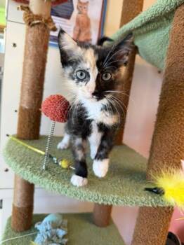 Domestic Short Hair Cats Available for Adoption in Scottsbluff, Nebraska - Claudia | PetCurious