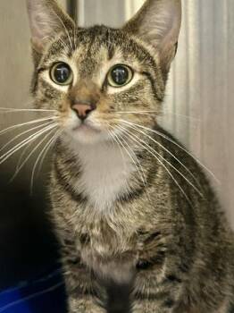 Shreya -  Domestic Short Hair Cat for Adoption in Muskegon, Michigan - Shreya | PetCurious