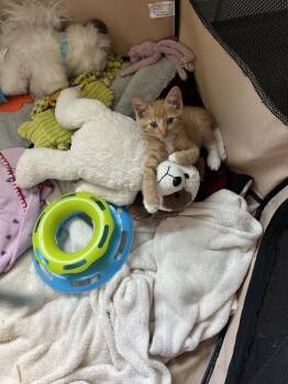 Tacoma -  Manx Cat for Adoption in Ocala, Florida - Tacoma | PetCurious