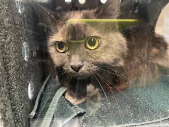 Rescue Domestic Long Hair Cats for Adoption in Pasadena, California - JUNEBUG | PetCurious