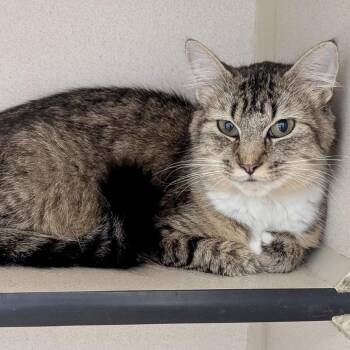 Domestic Short Hair Cats Available for Adoption in Denison, Texas - Tinsley | PetCurious
