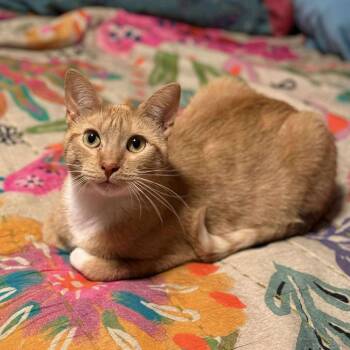 Rescue Domestic Short Hair Cats for Adoption in Stoughton, Wisconsin - Teddy (FeLV+) | PetCurious