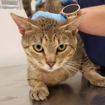 Oliver -  Domestic Short Hair Cat for Adoption in Matteson, Illinois - Oliver | PetCurious