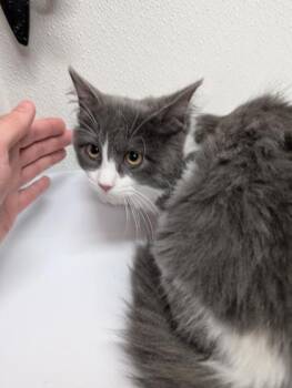 Rescue Domestic Long Hair and Domestic Short Hair Cats for Adoption in West Chester, Pennsylvania - Edina Monsoon | PetCurious