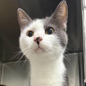 Waino - Bonded Buddy With Yadi -  Domestic Short Hair Cat for Adoption in Des Moines, Iowa - Waino - Bonded Buddy With Yadi | PetCurious