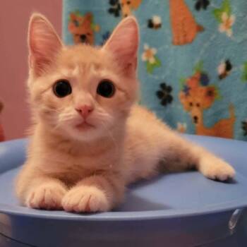 Itchy -  Domestic Short Hair Cat for Adoption in Candler, North Carolina - Itchy | PetCurious