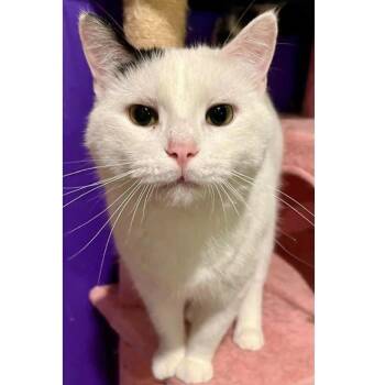 Jersey -  Domestic Short Hair Cat for Adoption in Stoughton, Wisconsin - Jersey | PetCurious