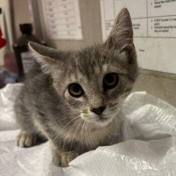 Dina -  Domestic Short Hair Cat for Adoption in Yuma, Arizona - Dina | PetCurious