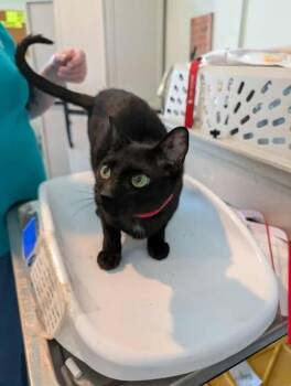Rescue Domestic Short Hair Cats for Adoption in Kingsland, Georgia - Buffy | PetCurious