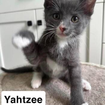 Domestic Short Hair Cats Available for Adoption in Nampa, Idaho - Yahtzee | PetCurious