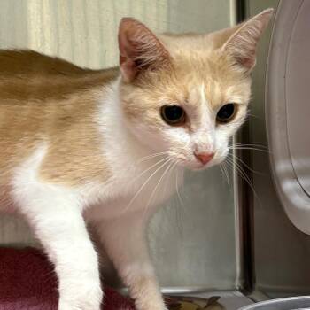 SAS-A-90929 -  Domestic Short Hair Cat for Adoption in Milton, Florida - SAS-A-90929 | PetCurious