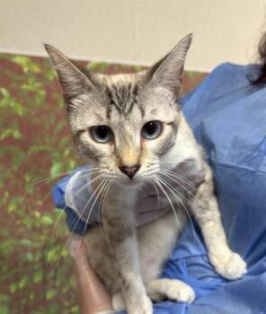 SCOFFI -  Domestic Short Hair Cat for Adoption in San Antonio, Texas - SCOFFI | PetCurious