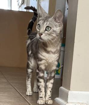 Bengal and Domestic Short Hair Cats Available for Adoption in Pickering, Ontario - Marbles | PetCurious