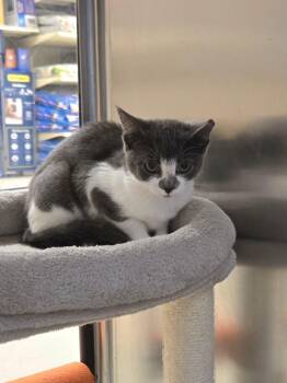 Raya -  Domestic Short Hair Cat for Adoption in Hazlet, New Jersey - Raya | PetCurious