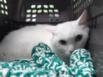 Domestic Short Hair Cats Available for Adoption in Omaha, Nebraska - LUCY | PetCurious