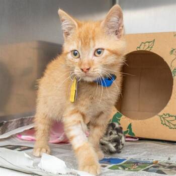 CANNONBALL -  Domestic Short Hair Cat for Adoption in St. Louis, Missouri - CANNONBALL | PetCurious