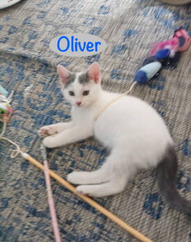 Rescue Domestic Short Hair Cats for Adoption in Hazlet, New Jersey - Oliver | PetCurious