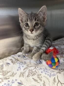 Pork Chop -  Domestic Short Hair Cat for Adoption in Midland, Michigan - Pork Chop | PetCurious