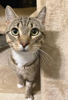 Skeeter -  Domestic Short Hair Cat for Adoption in Wheaton, Illinois - Skeeter | PetCurious