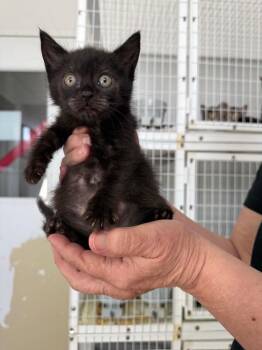 Lizzy -  Domestic Medium Hair Cat for Adoption in Brookings, Oregon - Lizzy | PetCurious