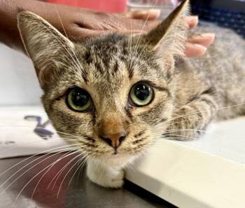 Domestic Short Hair Cats Available for Adoption in Mobile, Alabama - Fiji | PetCurious