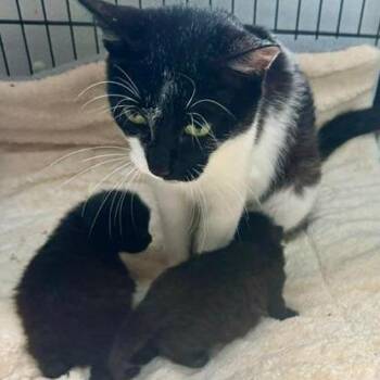 Stella -  Domestic Short Hair Cat for Adoption in Mooresville, North Carolina - Stella | PetCurious