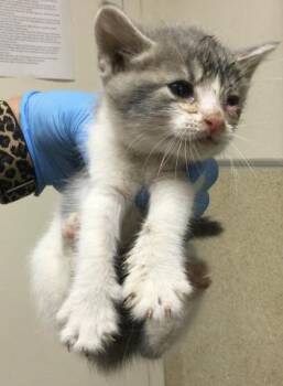 A1931891 -  Domestic Short Hair Cat for Adoption in Riverside, California - A1931891 | PetCurious