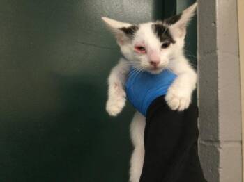 A1931942 -  Domestic Short Hair Cat for Adoption in Thousand Palms, California - A1931942 | PetCurious