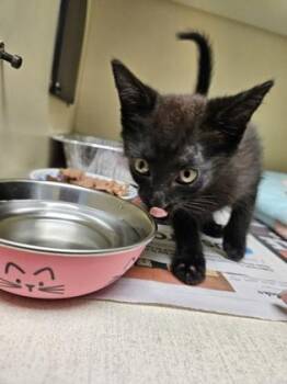 Maple -  Domestic Short Hair Cat for Adoption in Chamblee, Georgia - Maple | PetCurious
