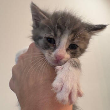 Rescue Domestic Short Hair Cats for Adoption - Curly | PetCurious