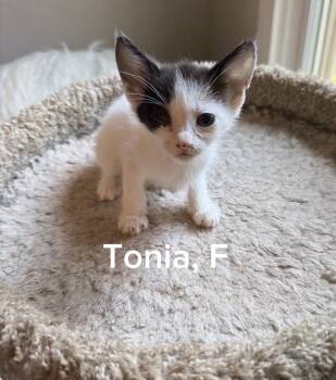Tonia -  Domestic Short Hair Cat for Adoption in Shrewsbury, Massachusetts - Tonia | PetCurious