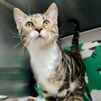 Tiggs (Bonded to Iggy) -  Domestic Short Hair Cat for Adoption in Wheaton, Illinois - Tiggs (Bonded To Iggy) | PetCurious