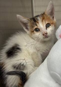 Princess -  Domestic Short Hair Cat for Adoption in Hartsville, South Carolina - Princess | PetCurious