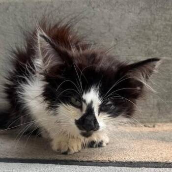 Dutchess C12189 -  Domestic Long Hair Cat for Adoption - Dutchess C12189 | PetCurious